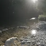 Апартаменты Apartmaji Volf Згорнье-Горье