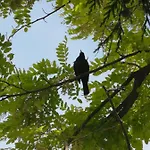 Apartmaji Volf Апартаменты Згорнье-Горье