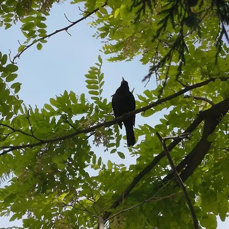 Apartmaji Volf Daire Zgornje Gorje
