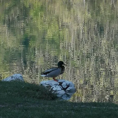 Apartmaji Volf * Zgornje Gorje