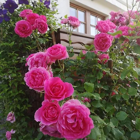 Apartman Apartmaji Volf