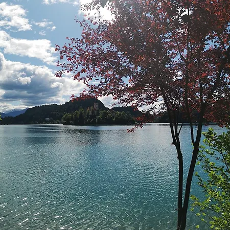 Apartmaji Volf Daire *