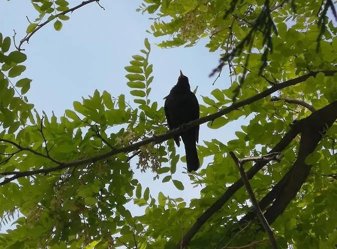 Apartmaji Volf 아파트 지고르니예 고르예