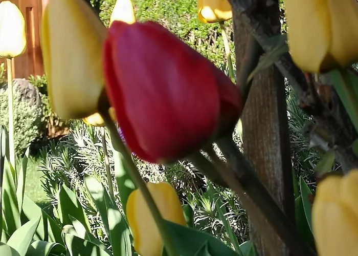 Apartmaji Volf * Згорнье-Горье