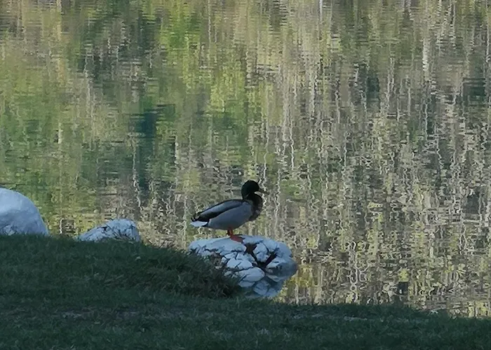 Apartmaji Volf * 지고르니예 고르예