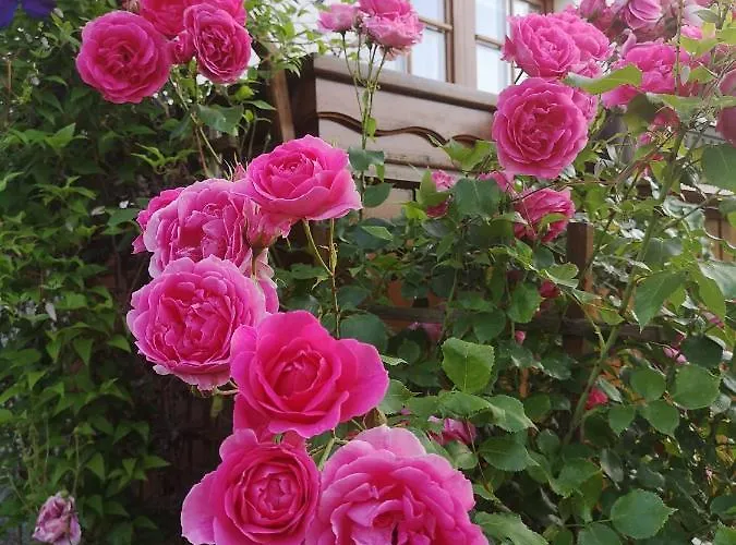 Lejlighed Apartmaji Volf